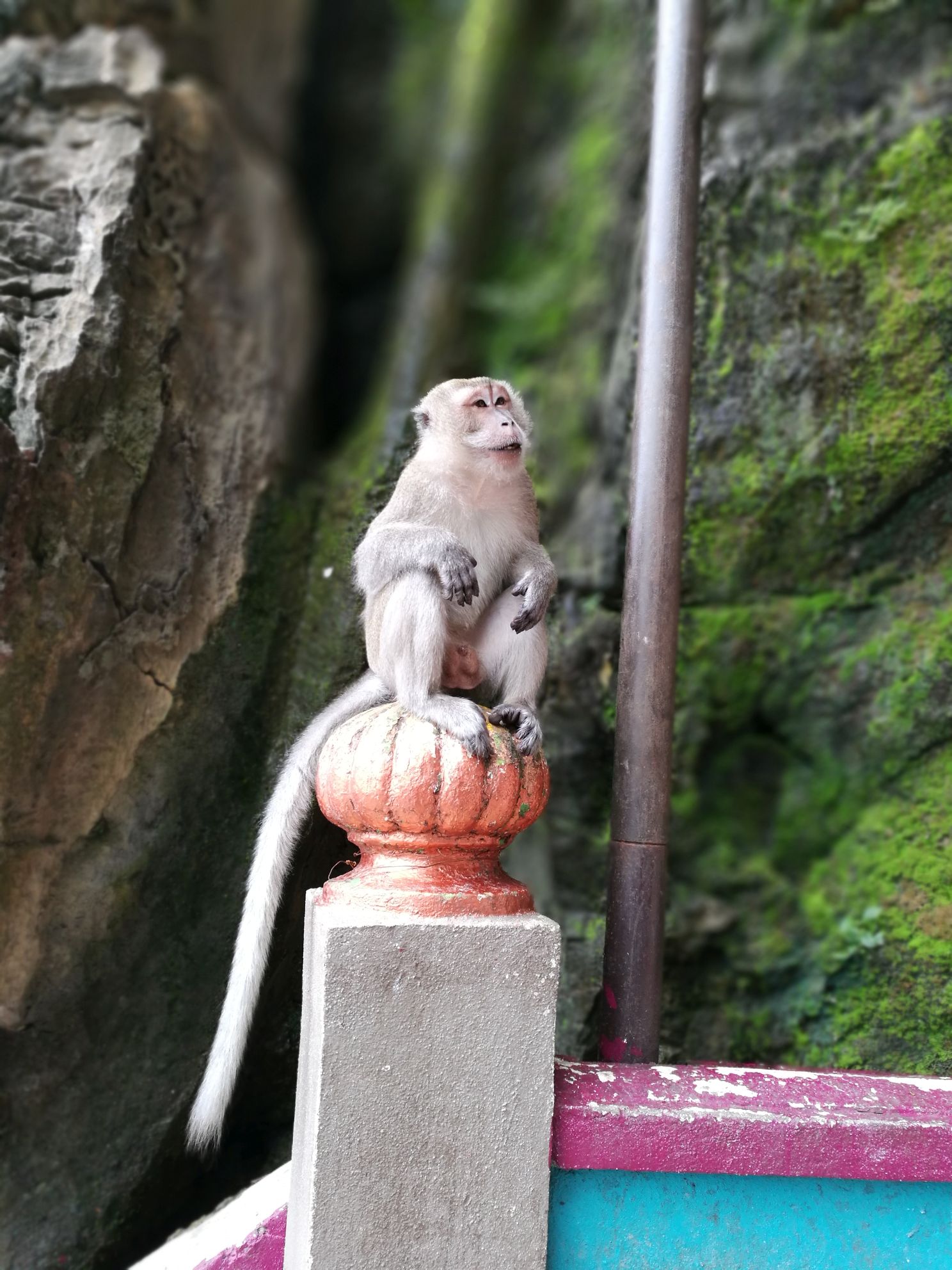 batu cave opice
