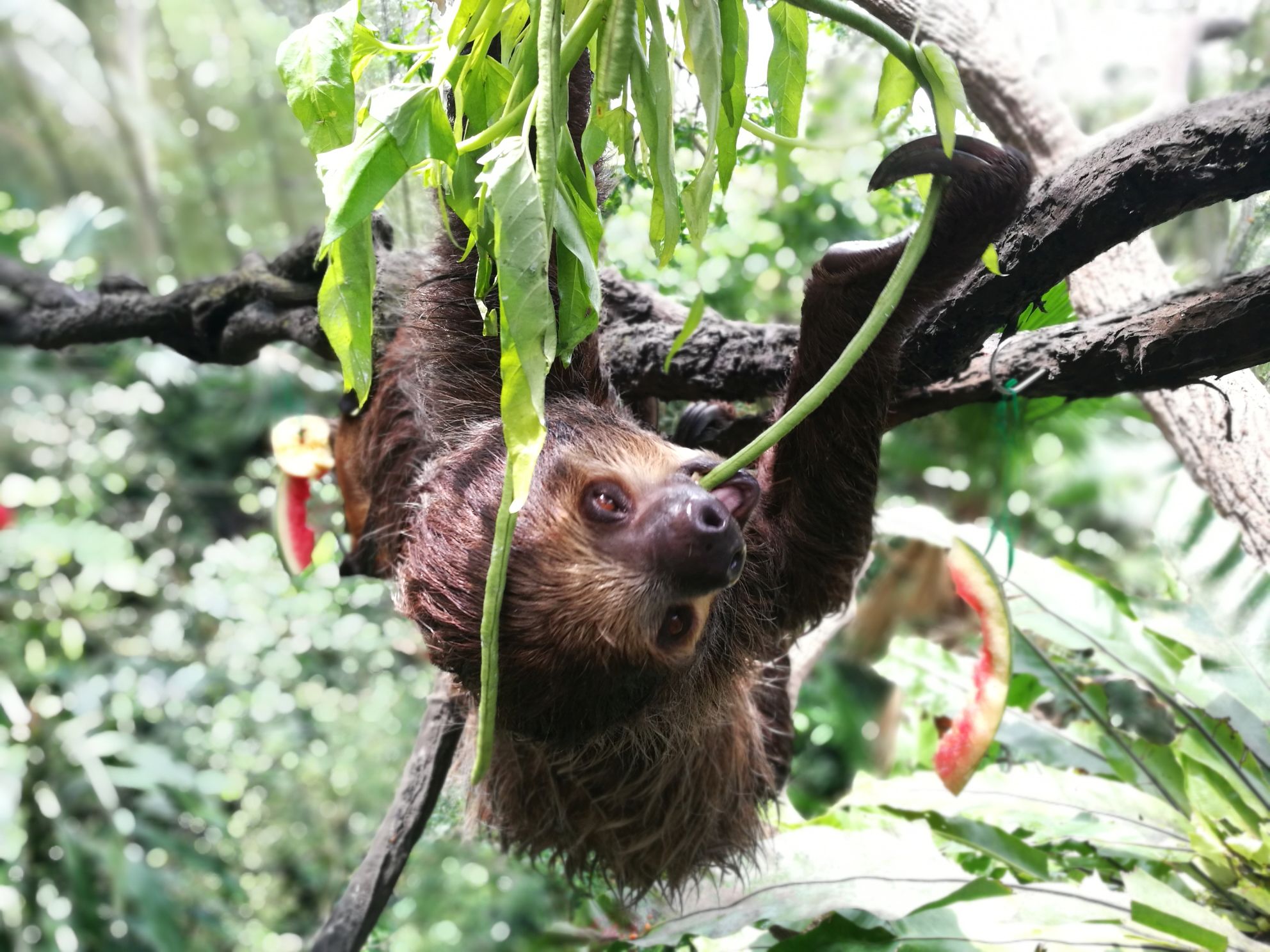 zoo lenochod