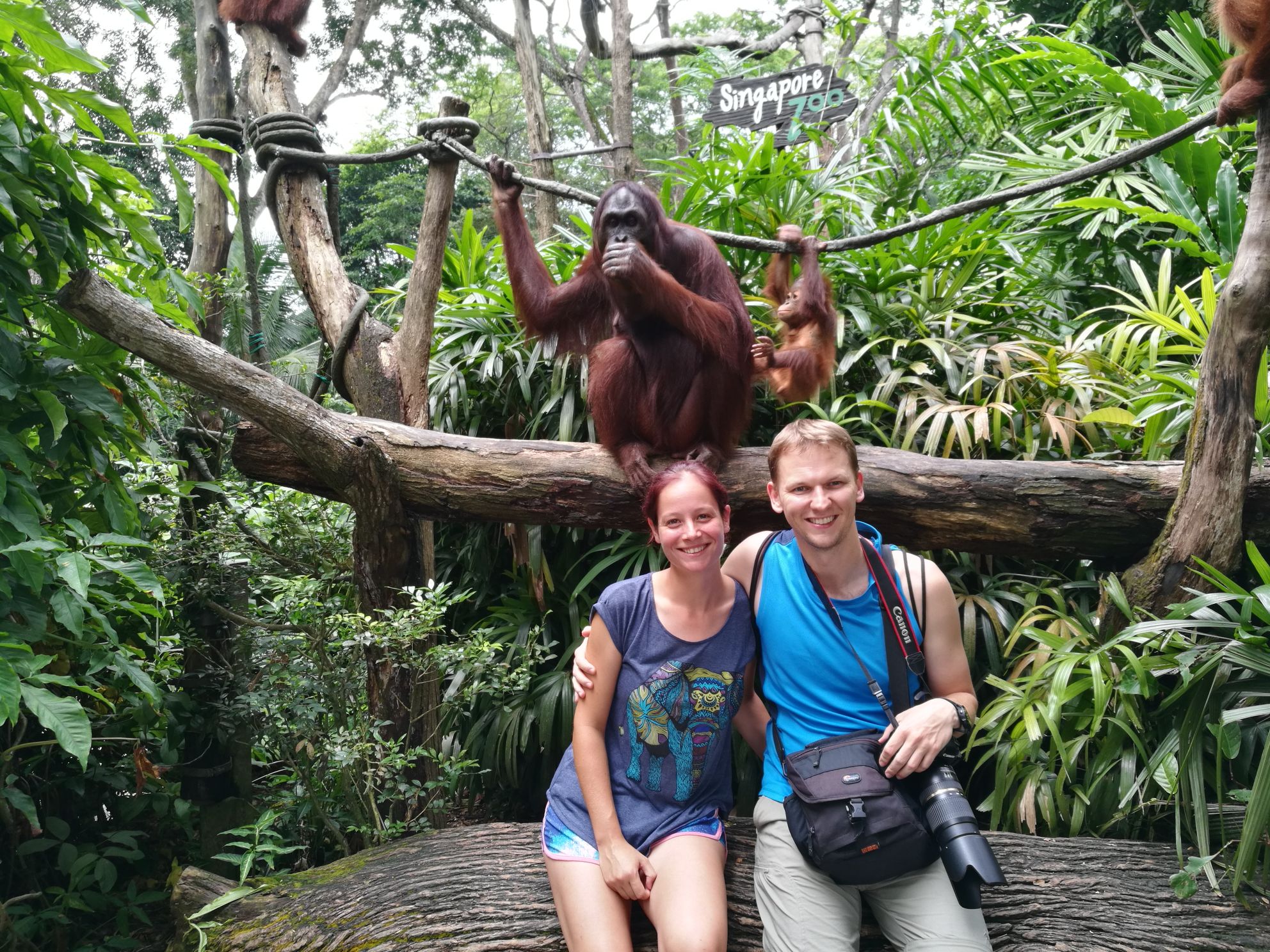 orangutan foto