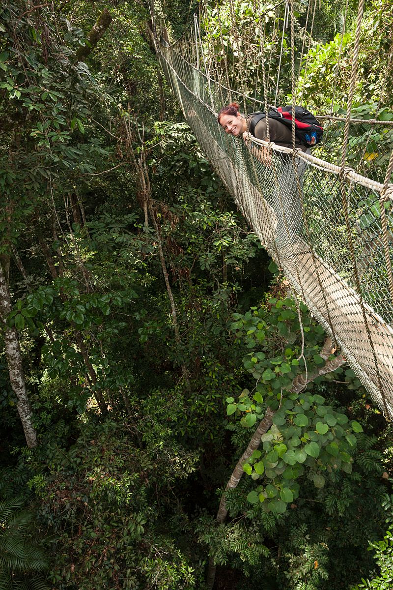 canopy walk