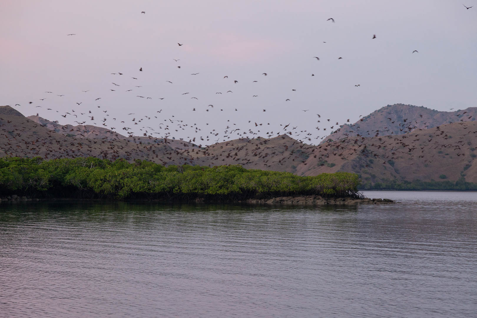 kaloni leti