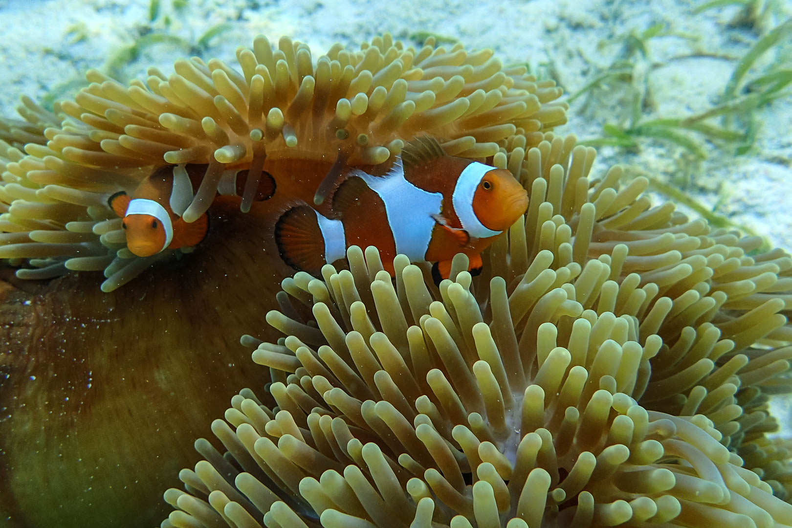 nemo