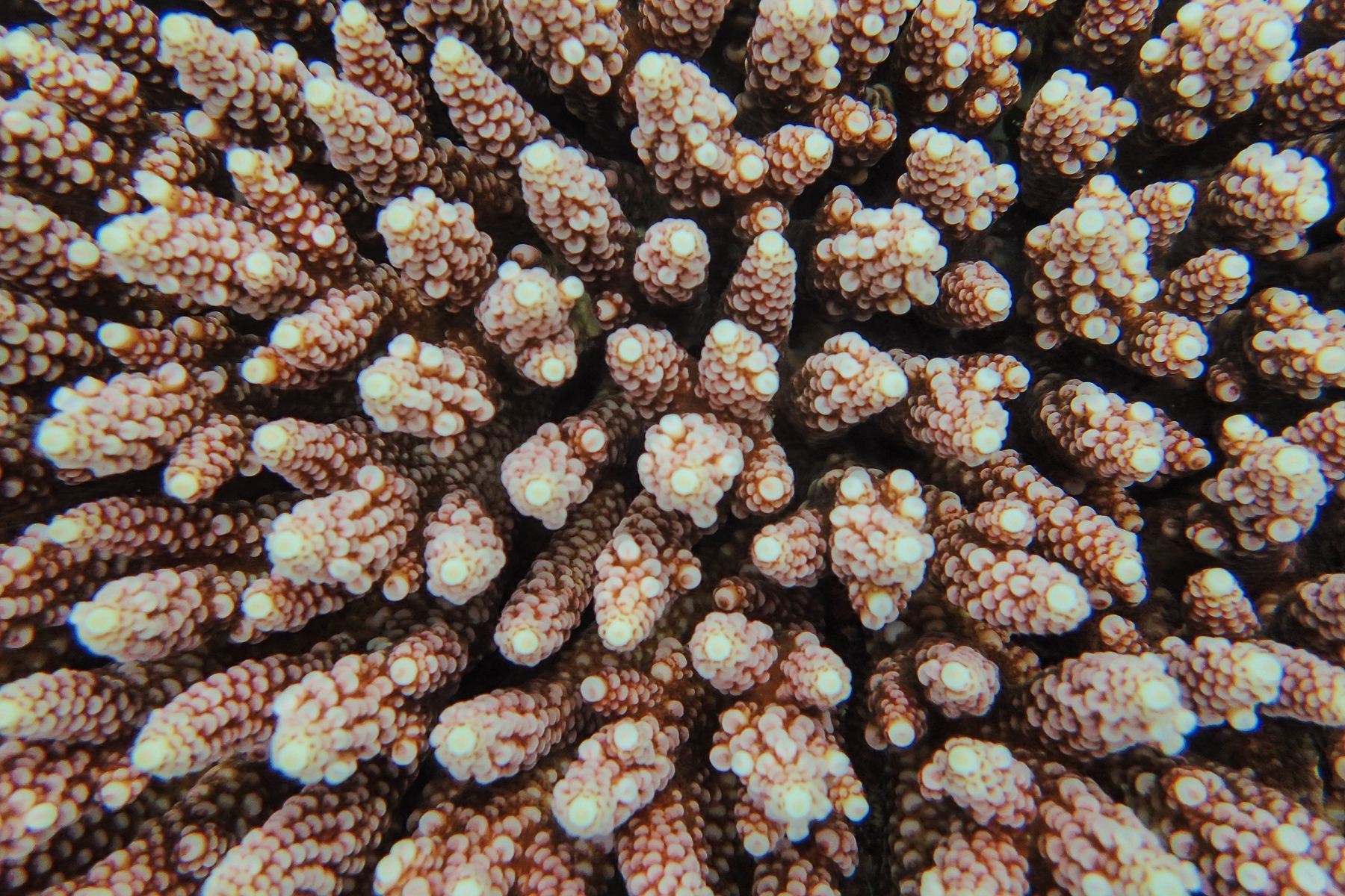 snorchlovacky 2