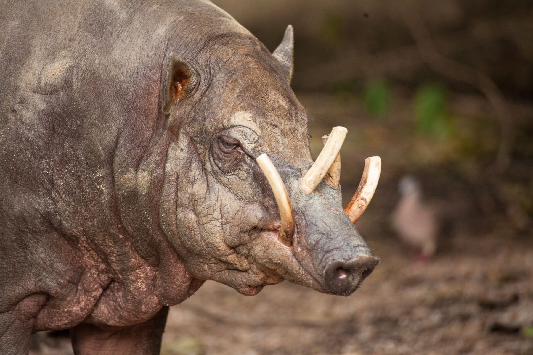 babirusa