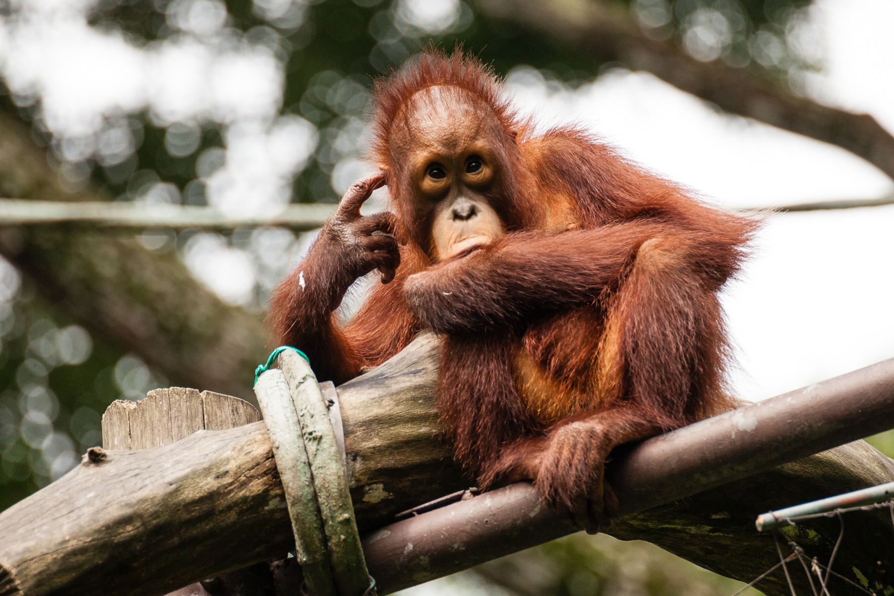prcek orangutan
