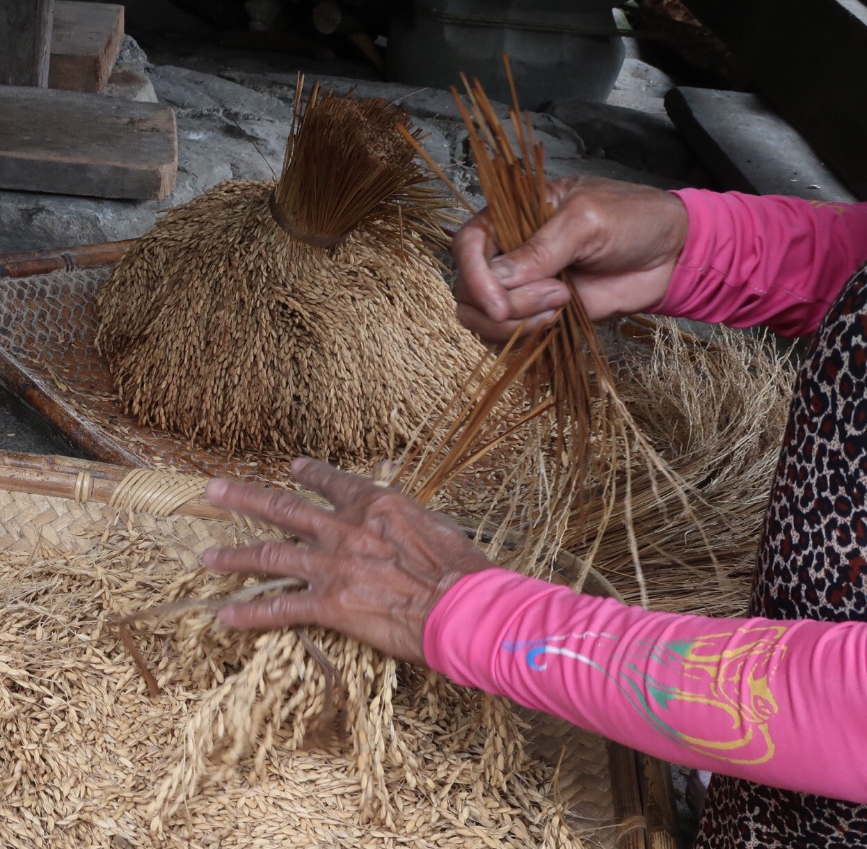 pulling rice