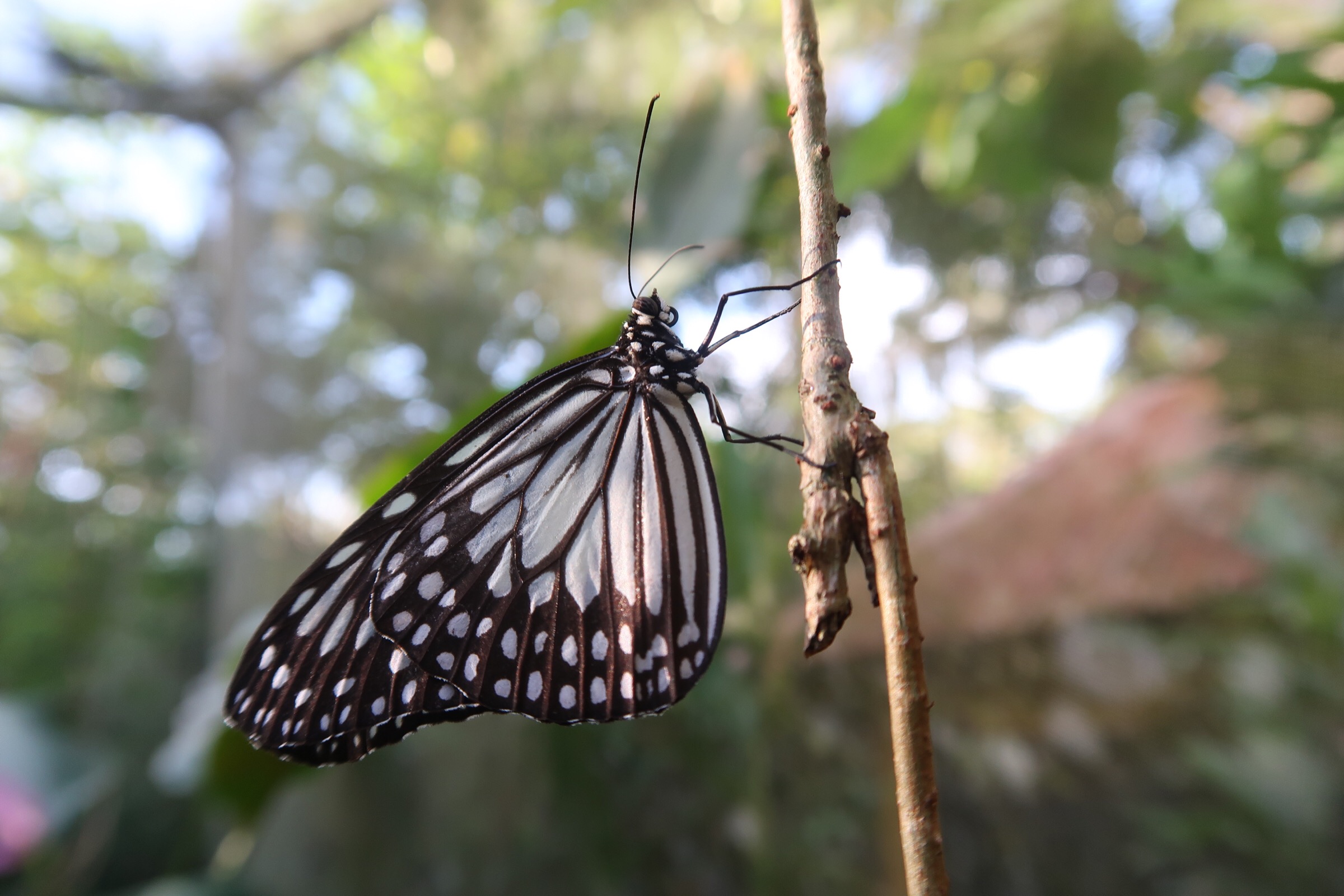motyl v zahrade