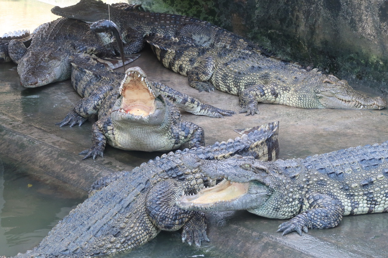 krokodyli
