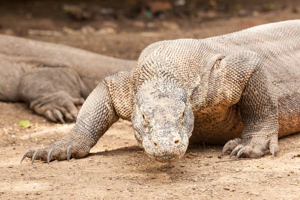 19.-22. den - Labuan Bajo & Komodo park a okolí
